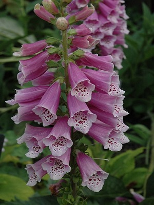 DIGITALIS Dalmatian Rose